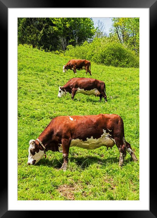 Three Cows in a row uphill French Alps Framed Mounted Print by Nick Jenkins
