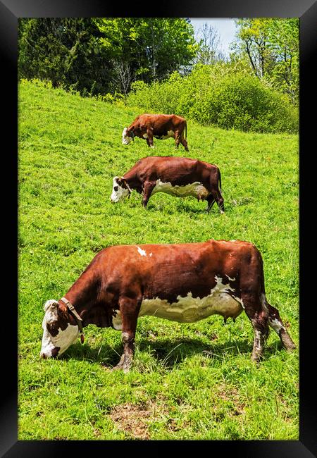 Three Cows in a row uphill French Alps Framed Print by Nick Jenkins