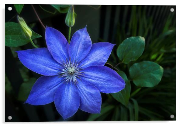 Clematis Flower Acrylic by Belinda Greb