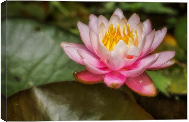 Water Lily Blossom Canvas Print by Belinda Greb