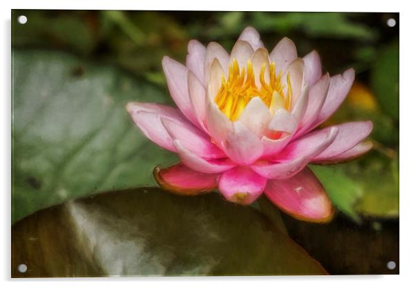 Water Lily Blossom Acrylic by Belinda Greb