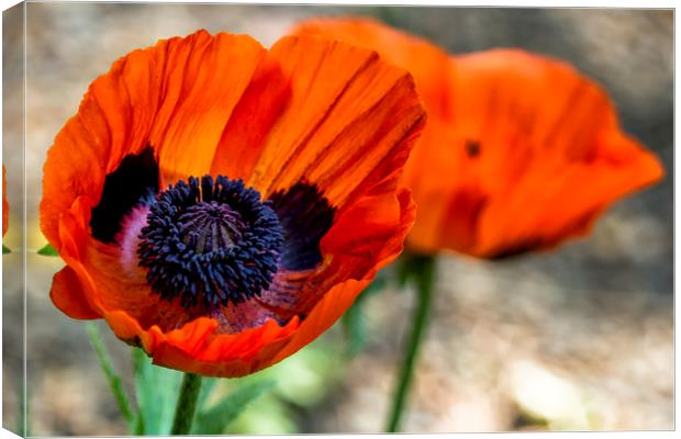 Two Poppies Canvas Print by Belinda Greb