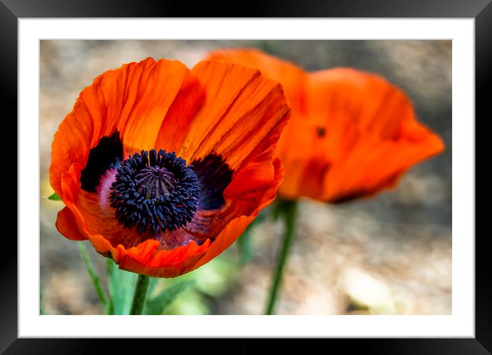Two Poppies Framed Mounted Print by Belinda Greb