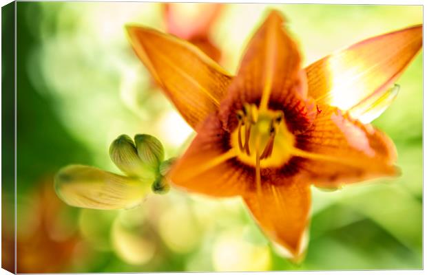 Day Lily Abstract Canvas Print by Belinda Greb
