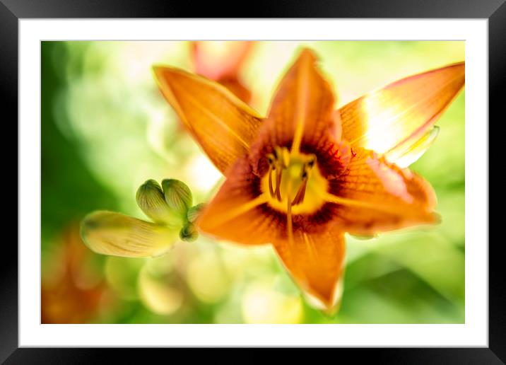 Day Lily Abstract Framed Mounted Print by Belinda Greb