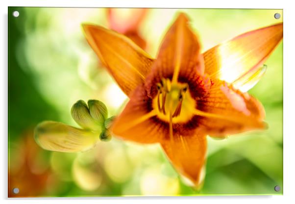 Day Lily Abstract Acrylic by Belinda Greb