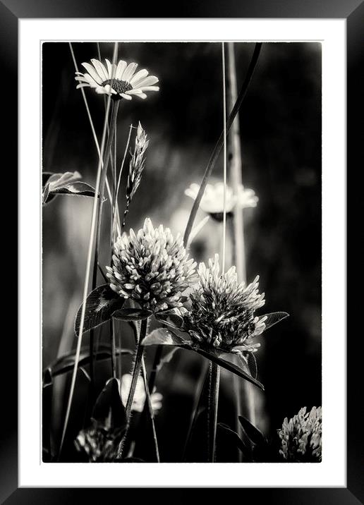Thistles and Daisies Framed Mounted Print by Belinda Greb