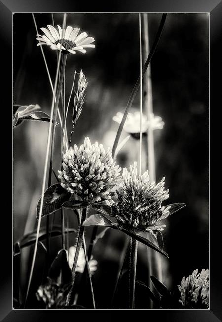 Thistles and Daisies Framed Print by Belinda Greb