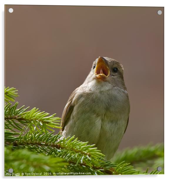Singing sparrow Acrylic by Tom Dolezal