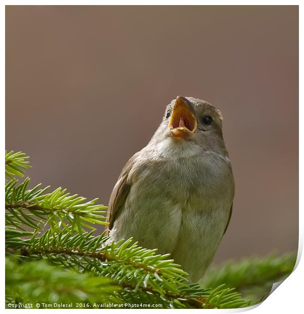 Singing sparrow Print by Tom Dolezal