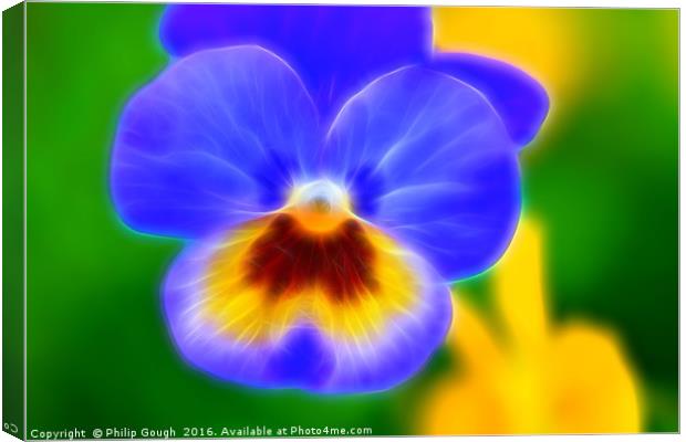 Pansy Bloom Canvas Print by Philip Gough