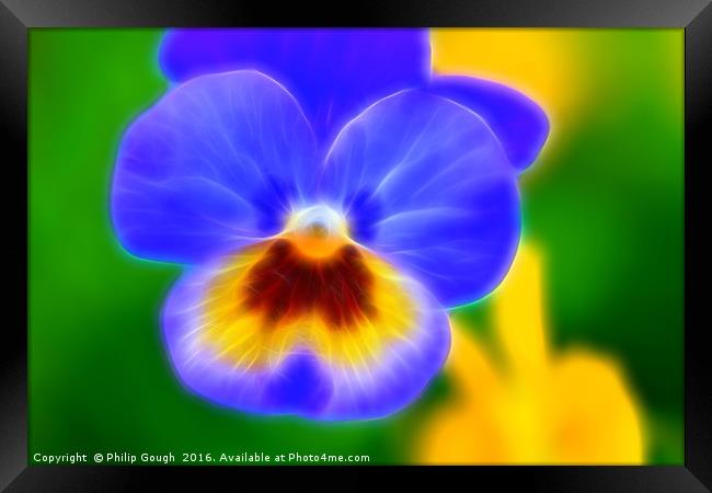 Pansy Bloom Framed Print by Philip Gough