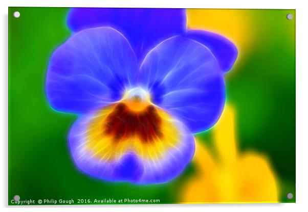 Pansy Bloom Acrylic by Philip Gough