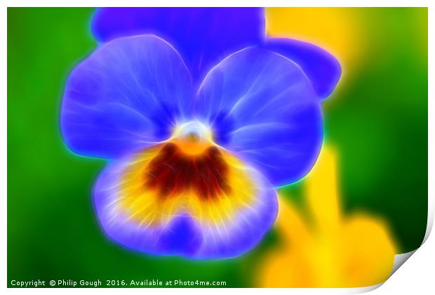 Pansy Bloom Print by Philip Gough