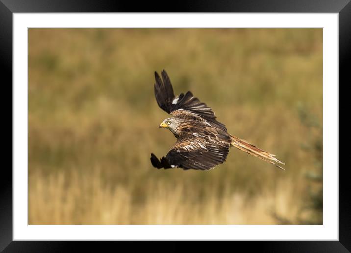 Red Kite in Flight Framed Mounted Print by Sue Dudley