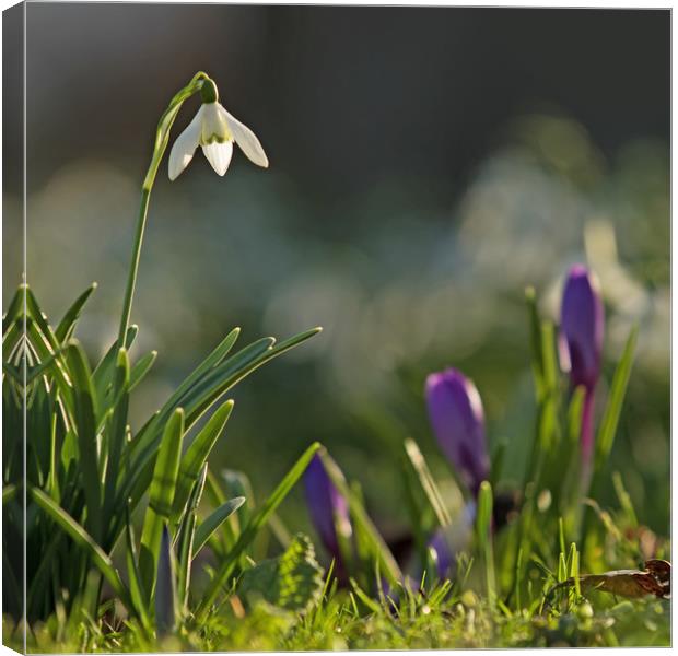 Snowdrop in Spring Flowers Canvas Print by Sue Dudley