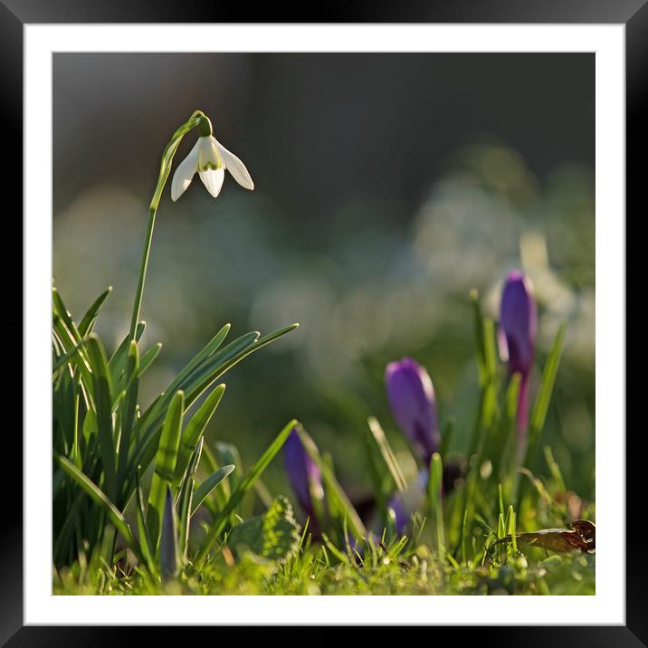 Snowdrop in Spring Flowers Framed Mounted Print by Sue Dudley