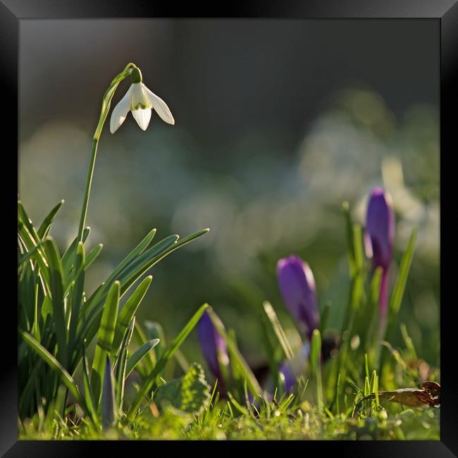 Snowdrop in Spring Flowers Framed Print by Sue Dudley