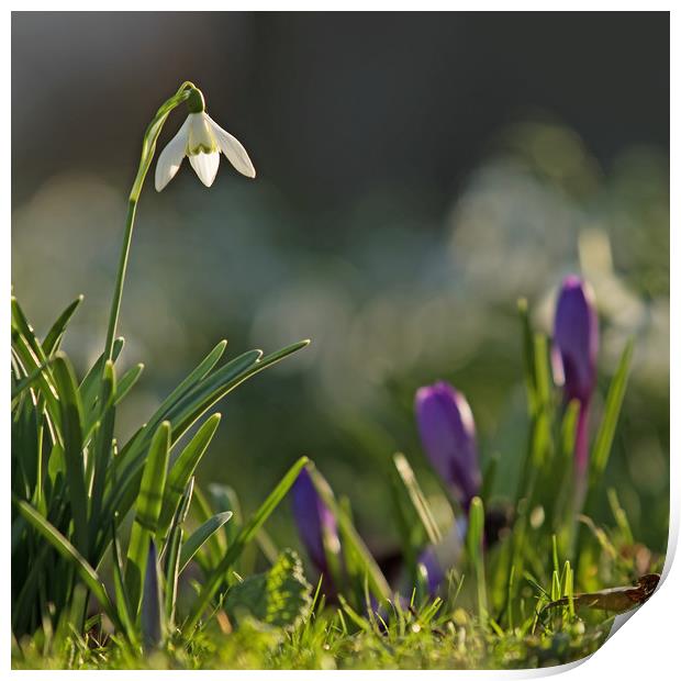 Snowdrop in Spring Flowers Print by Sue Dudley