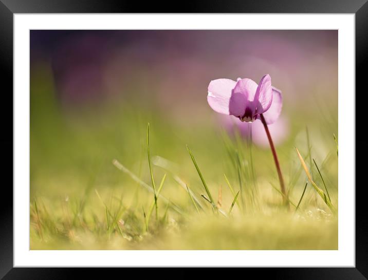 Wild Autumn Cyclamen Framed Mounted Print by Sue Dudley