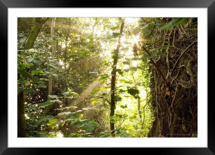 Woodland Sunlight Framed Mounted Print by Nigel Coomber