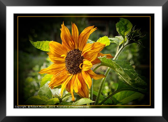 Sunflower Framed Mounted Print by Robert Murray