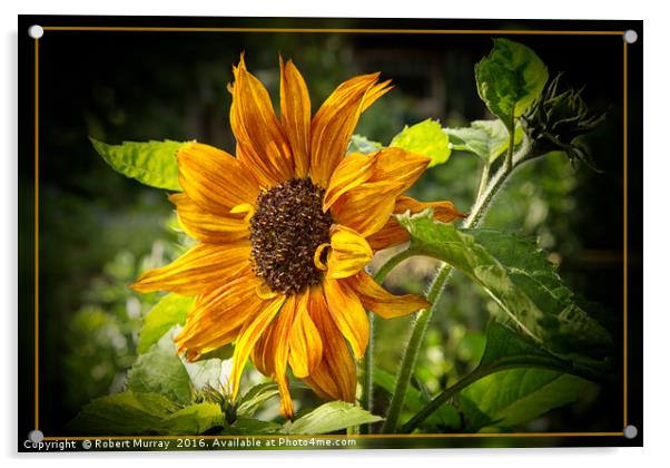 Sunflower Acrylic by Robert Murray