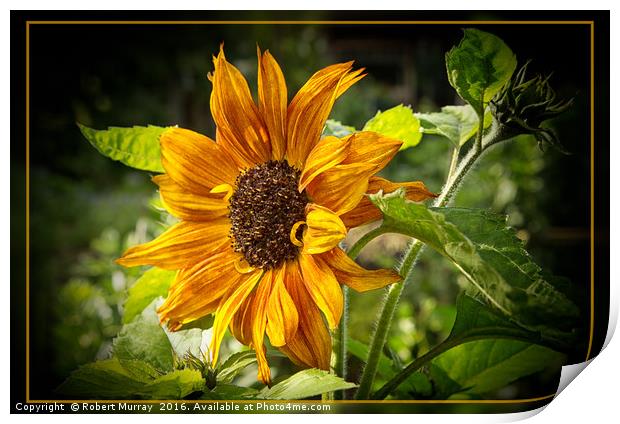 Sunflower Print by Robert Murray