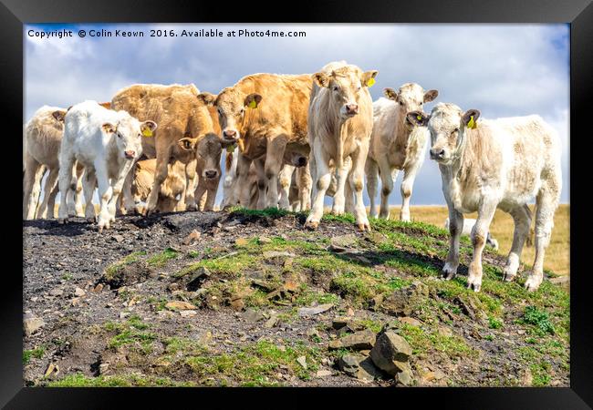 Curious Cows, on a hill! Framed Print by Colin Keown