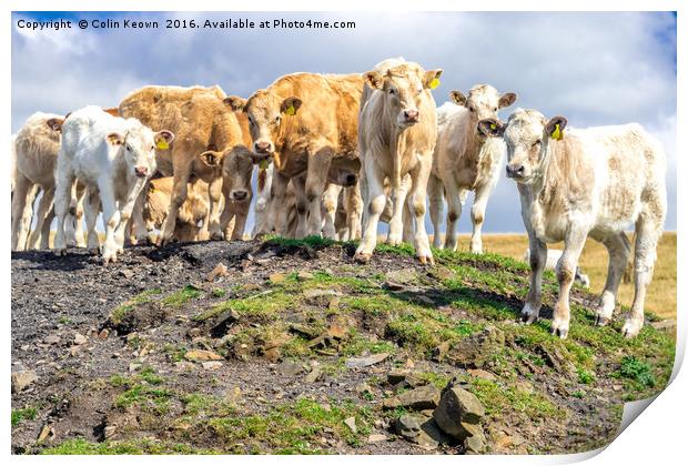 Curious Cows, on a hill! Print by Colin Keown
