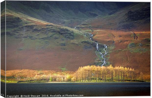 Larch Trees at Buttermere in the Lake District Canvas Print by Heidi Stewart