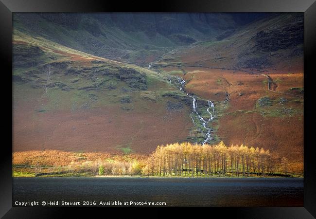 Larch Trees at Buttermere in the Lake District Framed Print by Heidi Stewart