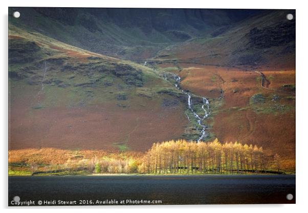 Larch Trees at Buttermere in the Lake District Acrylic by Heidi Stewart
