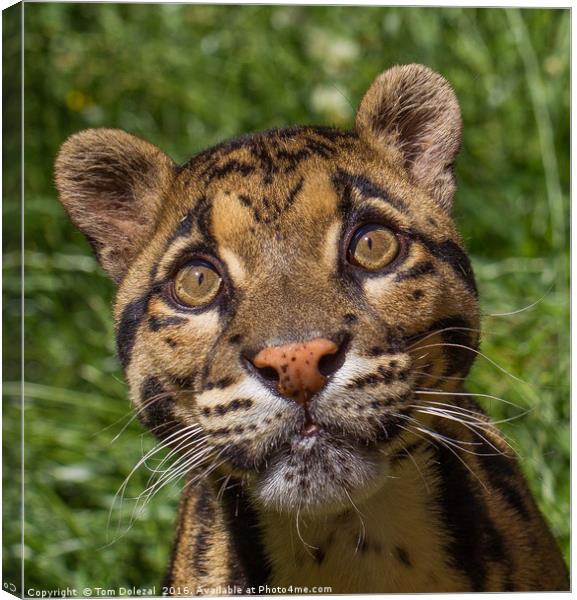 Clouded Leopard eyes Canvas Print by Tom Dolezal