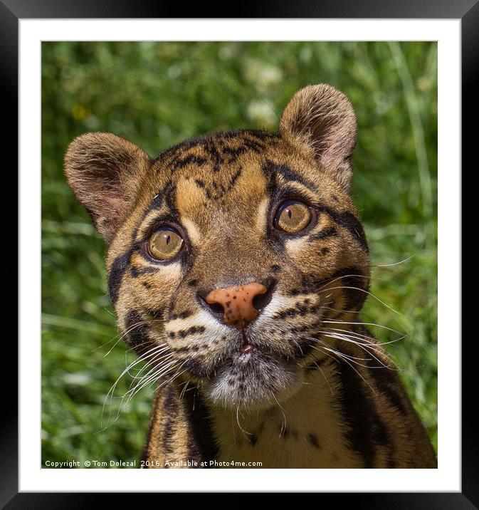 Clouded Leopard eyes Framed Mounted Print by Tom Dolezal