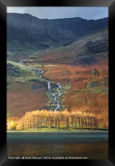 Larch Trees at Buttermere Lake Framed Print by Heidi Stewart