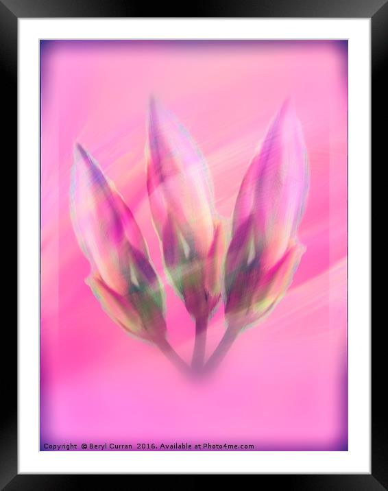 Pink Lily Buds in Modern Art Framed Mounted Print by Beryl Curran