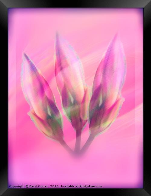 Pink Lily Buds in Modern Art Framed Print by Beryl Curran