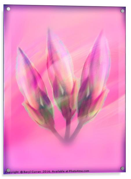 Pink Lily Buds in Modern Art Acrylic by Beryl Curran