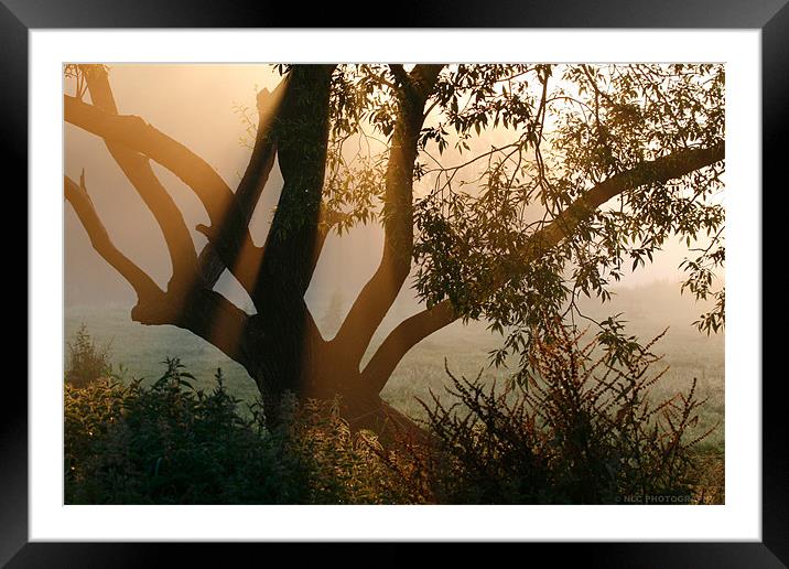 Sunrise Mist Framed Mounted Print by Nigel Coomber