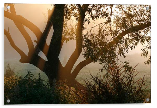 Sunrise Mist Acrylic by Nigel Coomber