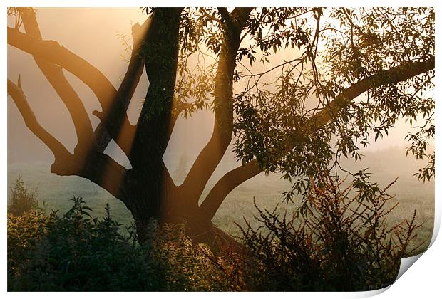 Sunrise Mist Print by Nigel Coomber