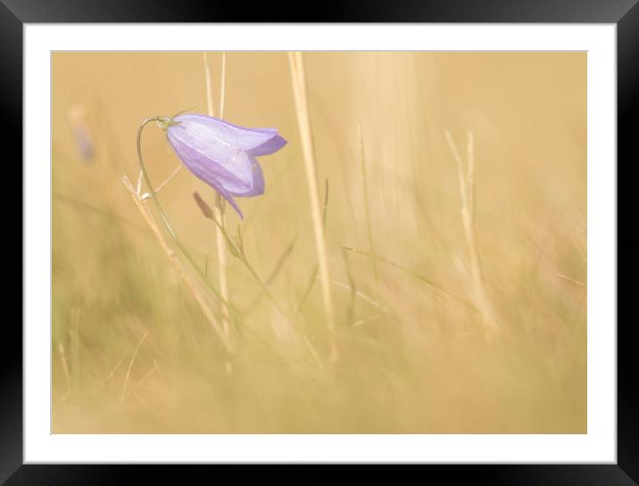 Lone Harebell Framed Mounted Print by Sue Dudley