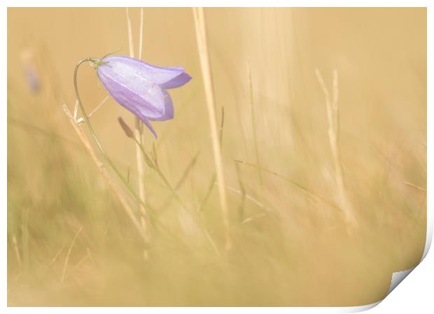 Lone Harebell Print by Sue Dudley