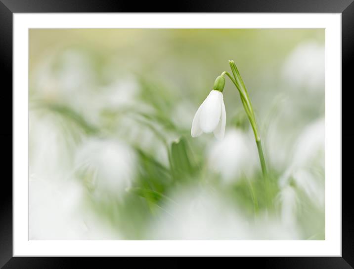 Snowdrop Frenzy Framed Mounted Print by Sue Dudley