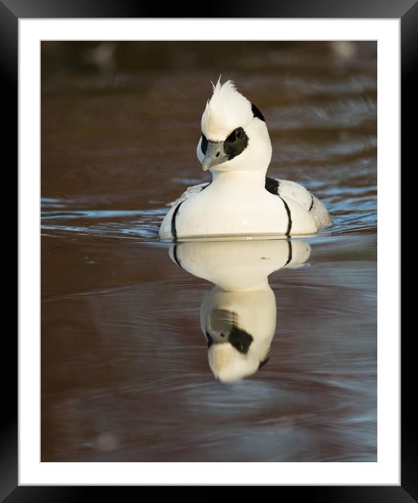 Reflected Smew (portrait format) Framed Mounted Print by Sue Dudley