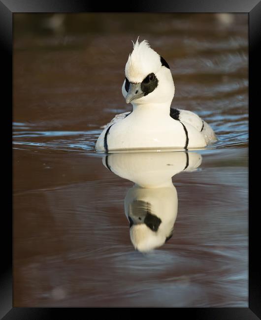 Reflected Smew (portrait format) Framed Print by Sue Dudley