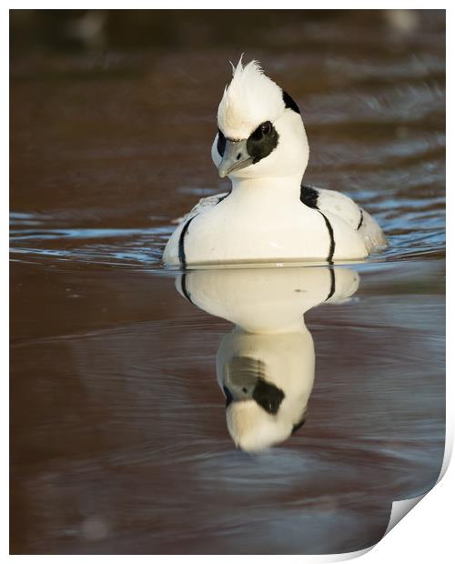 Reflected Smew (portrait format) Print by Sue Dudley