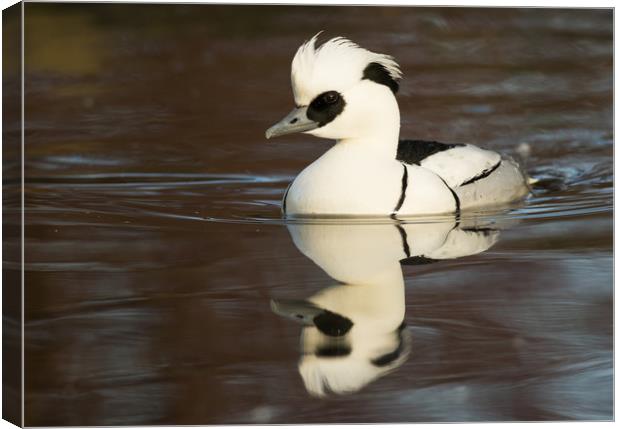 Reflected Smew (landscape format) Canvas Print by Sue Dudley