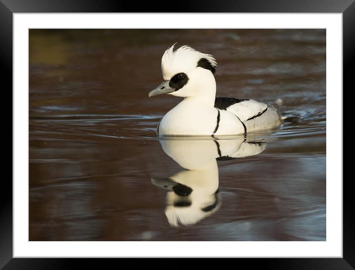 Reflected Smew (landscape format) Framed Mounted Print by Sue Dudley